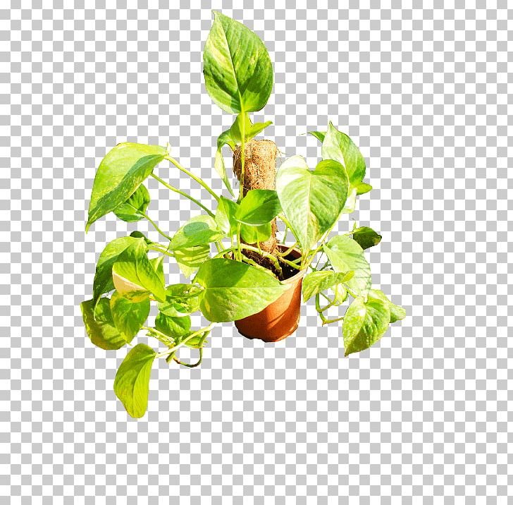 Basil Flowerpot Plant Stem Leaf Branching PNG, Clipart, Basil, Beautiful, Branch, Branching, File Free PNG Download