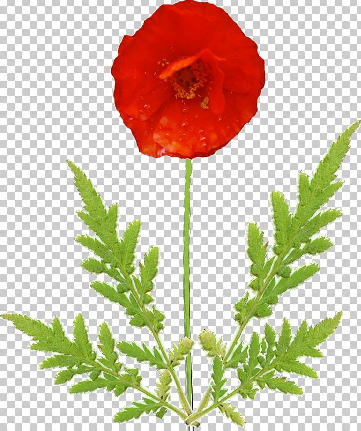 Common Poppy Flower Petal Plant Stem PNG, Clipart, Avens, Common Poppy, Coquelicot, Flower, Flowering Plant Free PNG Download