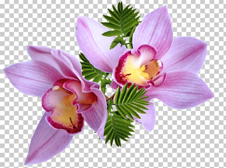 Portable Network Graphics Flower Adobe Photoshop Tulip PNG, Clipart, 8bit Color, Alstroemeriaceae, Animation, Cattleya, Computer Animation Free PNG Download