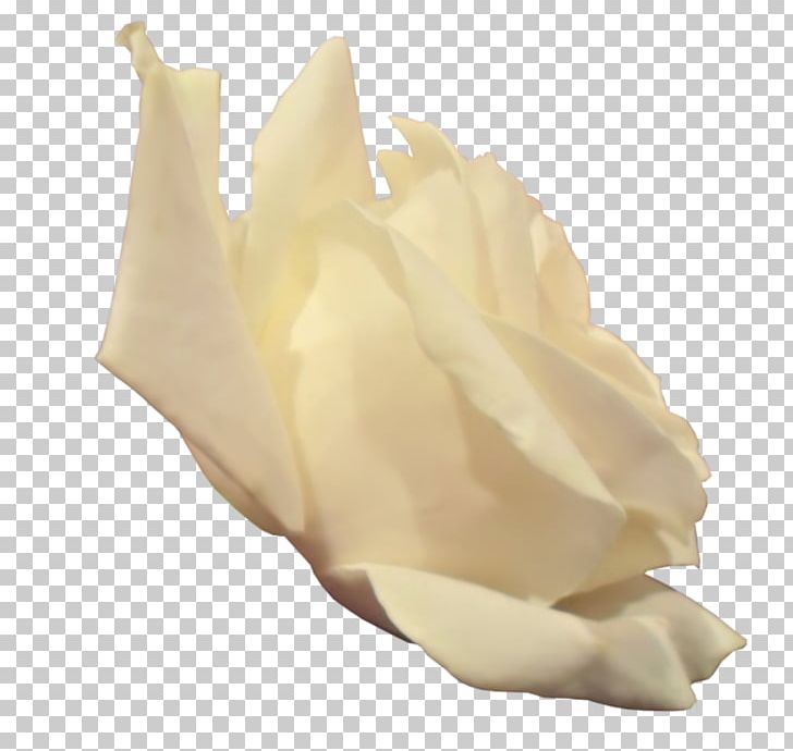 Rose PNG, Clipart, Computer Graphics, Computer Icons, Computer Software, Conch, Download Free PNG Download