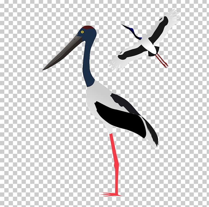 White Stork PNG, Clipart, Beak, Bird, Blacknecked Stork, Black Stork, Ciconiiformes Free PNG Download