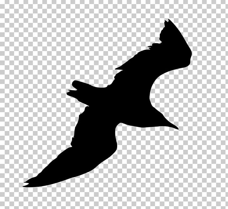 Diplomat Suites Gulls Bird Silhouette Common Gull PNG, Clipart, Animals, Beak, Bird, Bird Strike, Black Free PNG Download