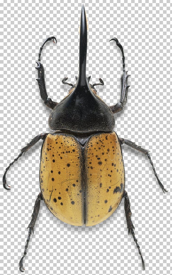 Hercules Beetle Dynastes Tityus Dung Beetle Stag Beetle PNG, Clipart, Animals, Arthropod, Beetle, Dung Beetle, Dynastes Free PNG Download