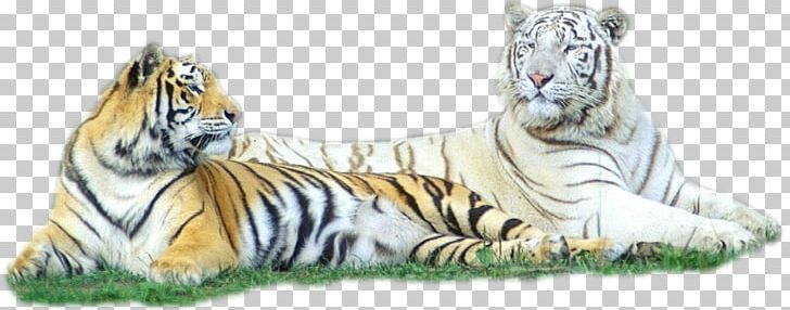 Tiger Cat The Jungle Book Animaatio PNG, Clipart, Animal, Animal Figure, Animals, Bear, Big Cat Free PNG Download