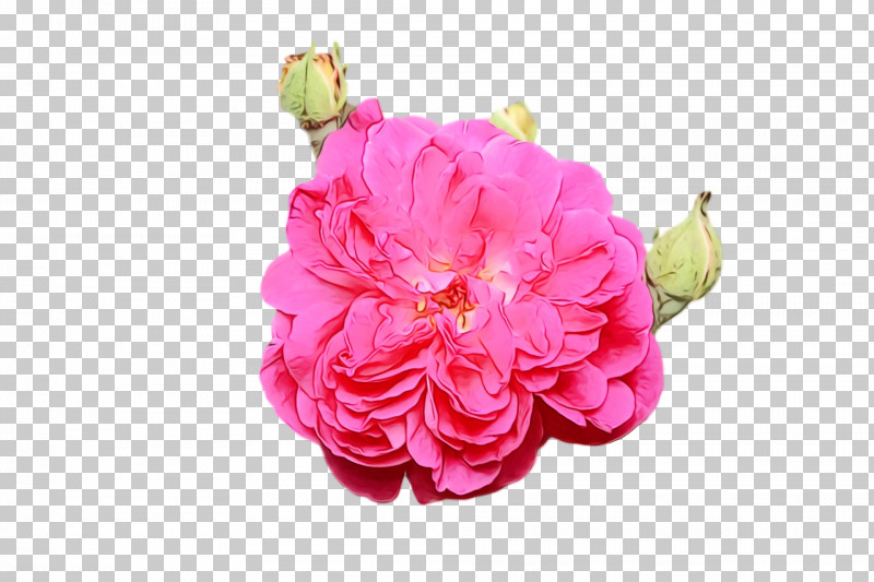 Garden Roses PNG, Clipart, Cabbage Rose, Cut Flowers, Flower, Garden, Garden Roses Free PNG Download