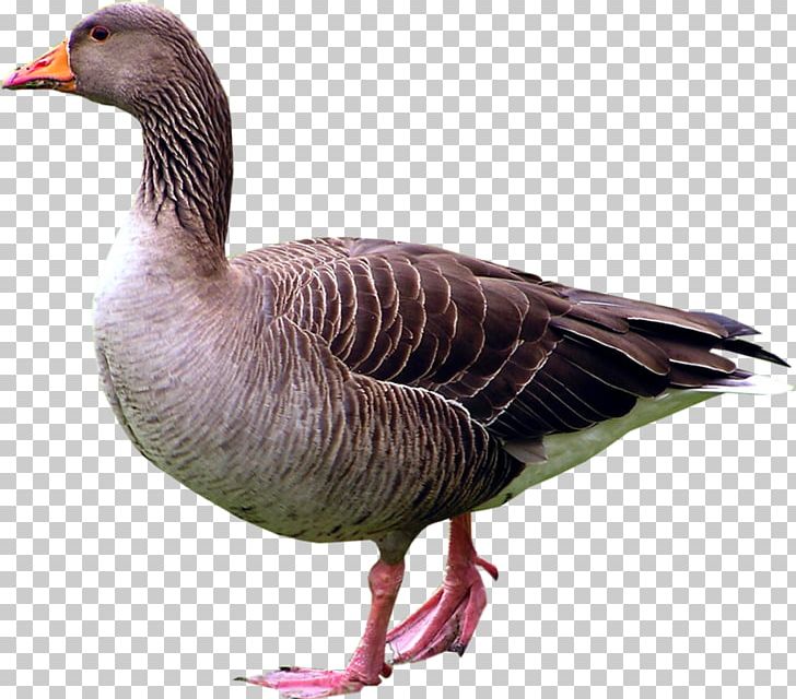 Duck Goose Bird Paper Anser PNG, Clipart, Anatidae, Animal, Animals, Anser, Background Black Free PNG Download