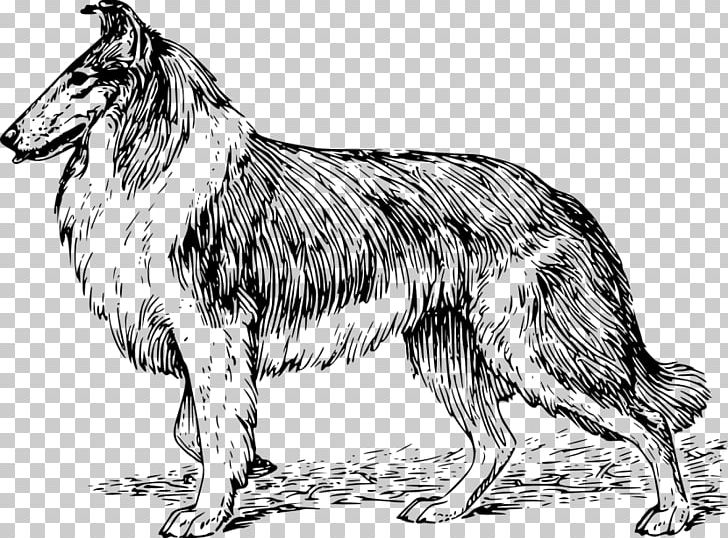 Rough Collie Border Collie Basset Hound English Cocker Spaniel Puppy PNG, Clipart, Animal, Animals, Basset Hound, Black And White, Border Collie Free PNG Download