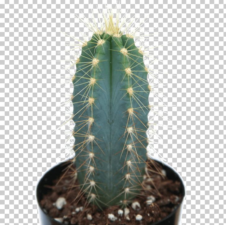 San Pedro Cactus Myrtillocactus Geometrizans Pilosocereus Pachycladus Acanthocereus Tetragonus Mammillaria PNG, Clipart, Cactaceae, Cactus, Caryophyllales, Cataglyphis Bombycina, Cereus Jamacaru Free PNG Download