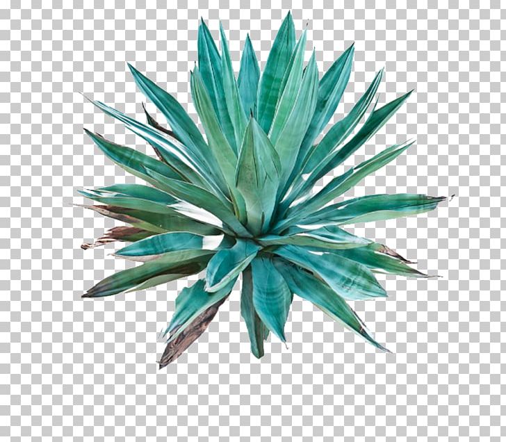 Agave Azul Tequila Century Plant Pulque Cactaceae PNG, Clipart, Agave, Agave Azul, Aloe Vera, Arecales, Azul Tequila Free PNG Download