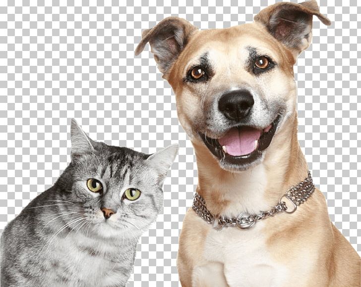 Dog–cat Relationship Kitten Puppy Pet PNG, Clipart, Animal Shelter, Cat, Cat Like Mammal, Cats Dogs, Companion Dog Free PNG Download