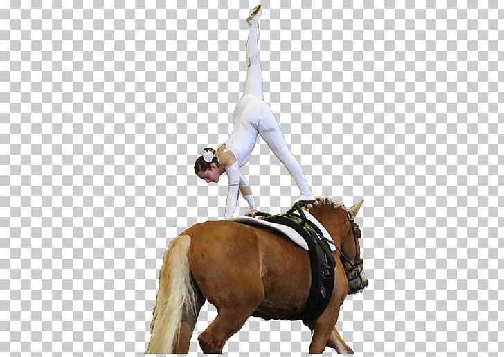 Equestrian Vaulting Horse Rein Western Riding PNG, Clipart, Animal Sports, Bit, Bridle, Desktop Wallpaper, Equestrian Free PNG Download