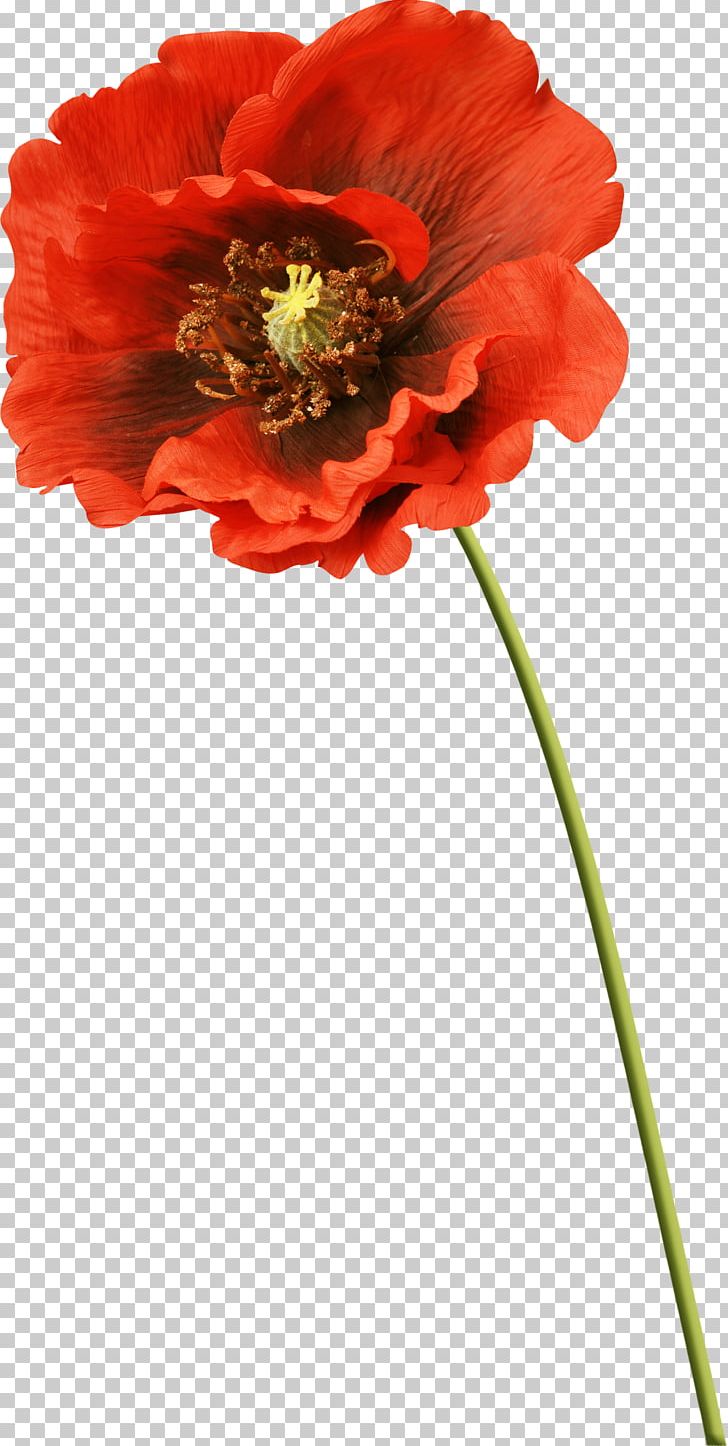 Flower Frames Poppy PNG, Clipart, Annual Plant, Common Poppy, Coquelicot, Cut Flowers, Flower Free PNG Download