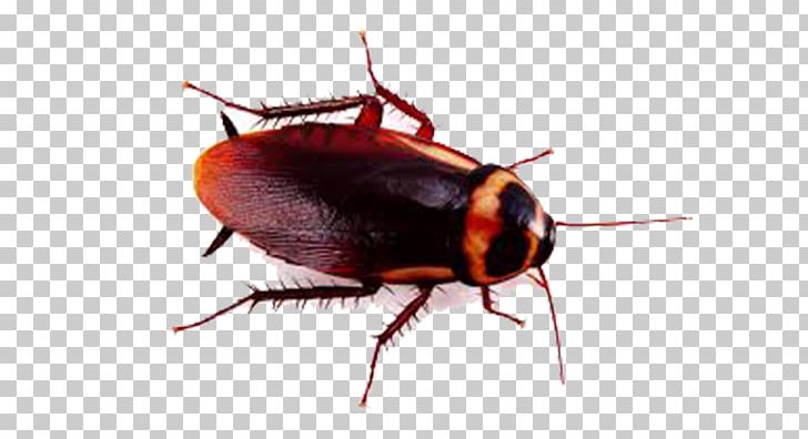 German Cockroach Insect American Cockroach Pest Control PNG, Clipart, American Cockroach, Animals, Arthropod, Beetle, Brown Cockroach Free PNG Download