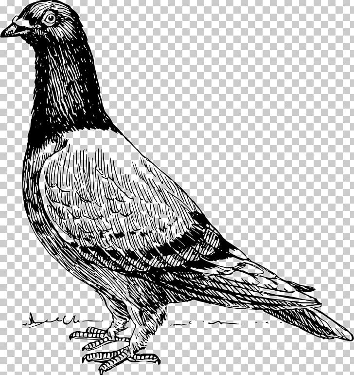 Homing Pigeon T-shirt American Show Racer Release Dove Columbidae PNG, Clipart, Animals, Beak, Bird, Bird Of Prey, Black And White Free PNG Download