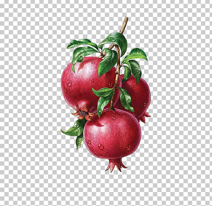 Pomegranate Juice Illustration PNG, Clipart, Acerola, Acerola Family, Apple, Architecture, Art Free PNG Download