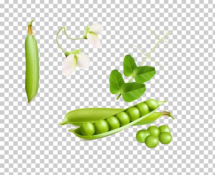 Snow Pea Euclidean Stock Photography PNG, Clipart, Bean, Butterfly Pea, Butterfly Pea Flower, Cartoon Peas, Encapsulated Postscript Free PNG Download