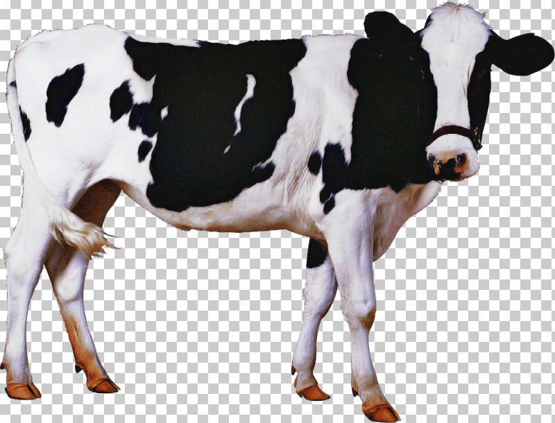 Calf Milk Holstein Friesian Cattle Livestock House Cow PNG, Clipart, Agriculture, Artificial Insemination, Calf, Dairy, Dairy Cattle Free PNG Download