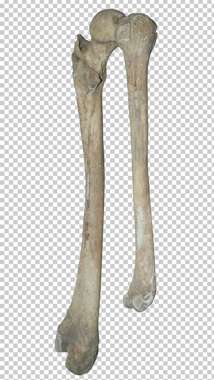 Bone Portable Network Graphics Human Skeleton PNG, Clipart, Arm, Art, Artifact, Bone, Bone Carving Free PNG Download