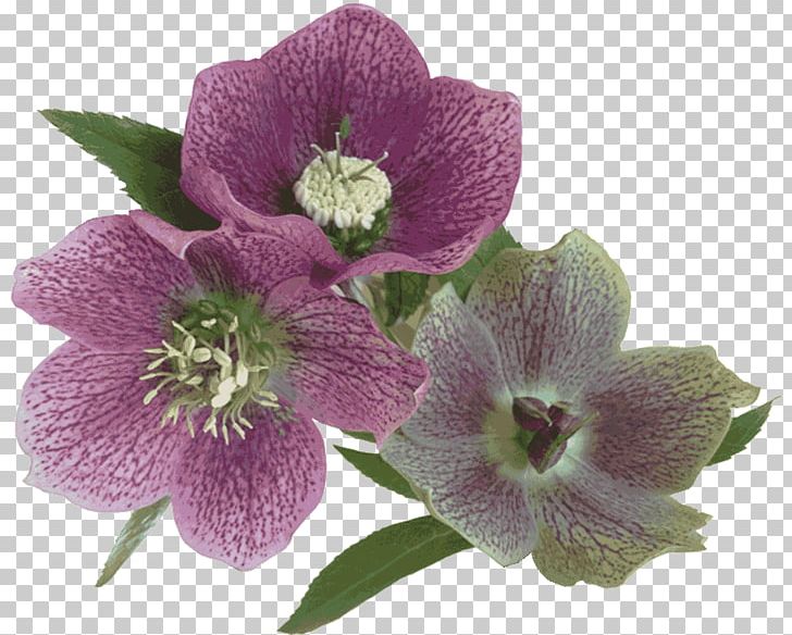 Dendrobium Herbaceous Plant PNG, Clipart, Dendrobium, Flower, Flowering Plant, Herbaceous Plant, Others Free PNG Download