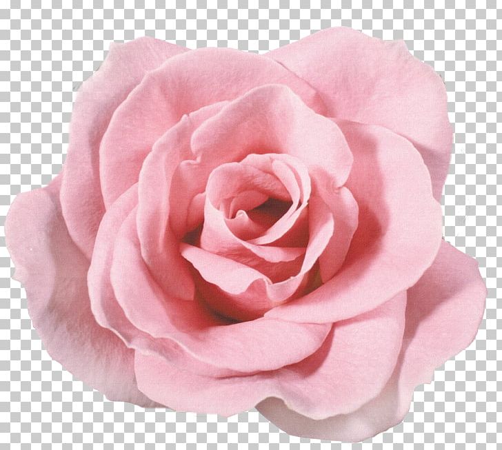 Garden Roses Still Life: Pink Roses Flower PNG, Clipart, Artificial Flower, Beach Rose, China Rose, Cut Flowers, Festive Free PNG Download