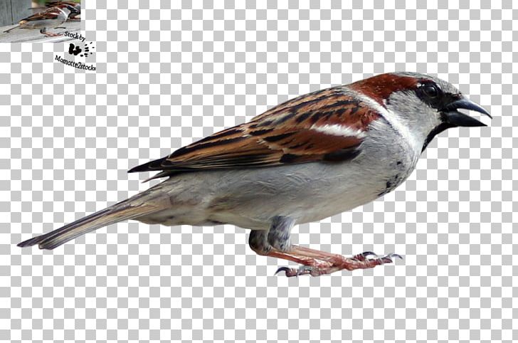 House Sparrow Bird Finch American Sparrows PNG, Clipart, American Sparrows, Animals, Beak, Bird, Brambling Free PNG Download