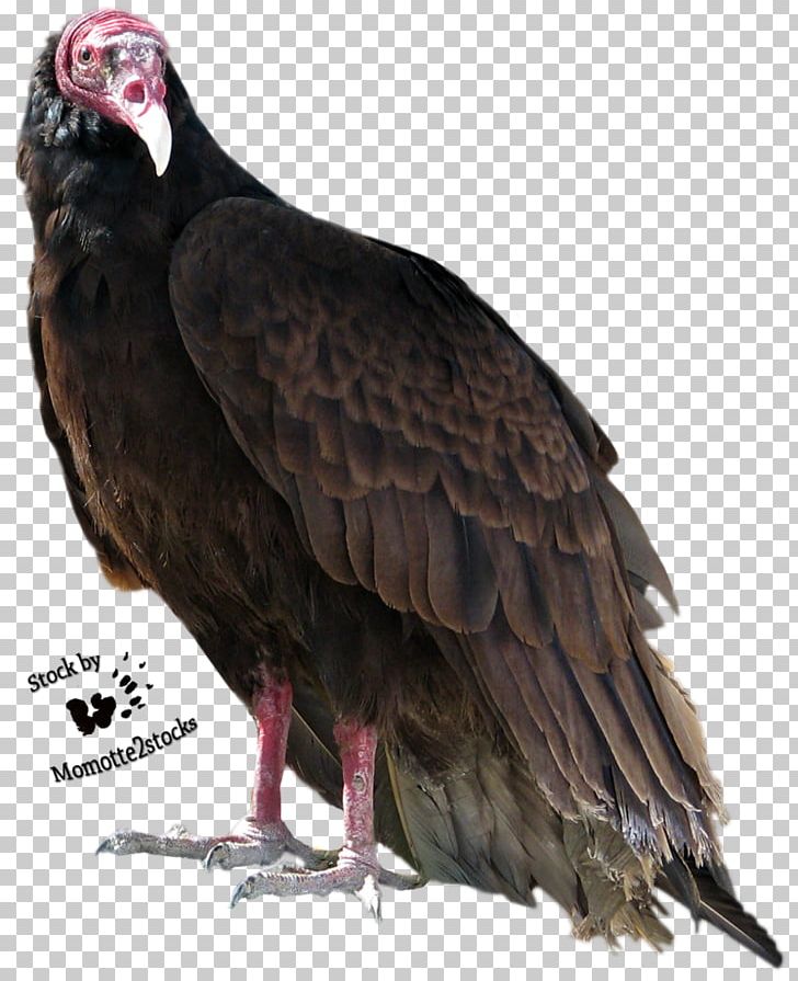 Turkey Vulture Bird Beaky Buzzard PNG, Clipart, Accipitriformes, Animals, Beak, Beaky Buzzard, Bird Free PNG Download