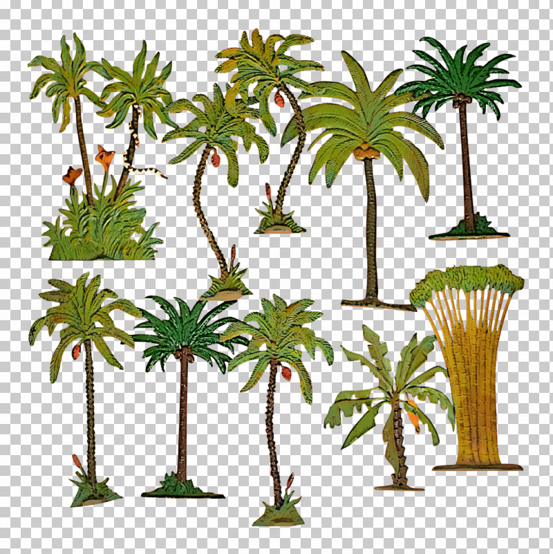 Palm Tree PNG, Clipart, Arecales, Date Palm, Elaeis, Flower, Houseplant Free PNG Download