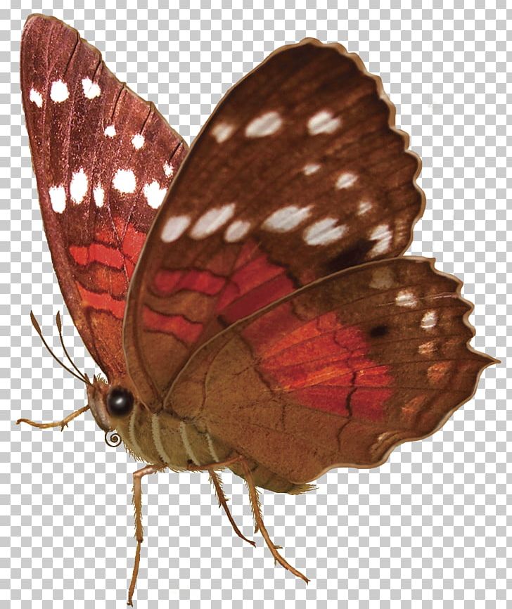 Butterfly Insect Moth Pollinator Nymphalidae PNG, Clipart, Arthropod, Brush Footed Butterfly, Butterflies And Moths, Butterfly, Color Free PNG Download