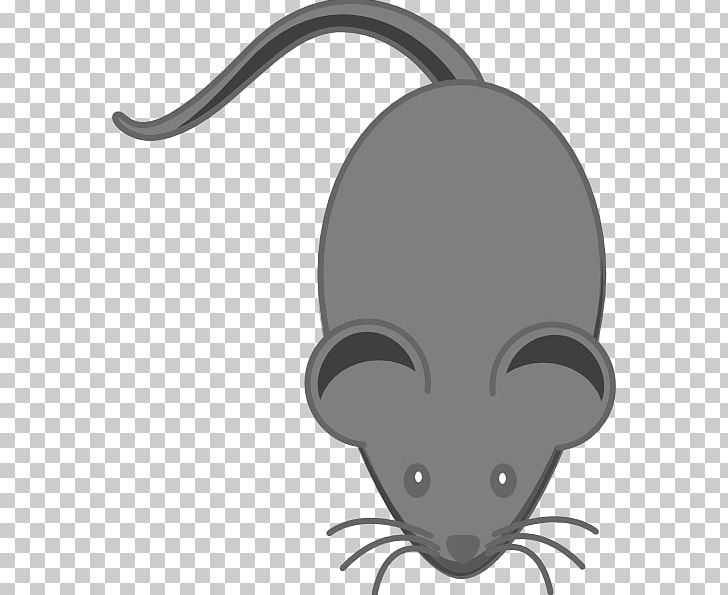 Computer Mouse Laboratory Mouse PNG, Clipart, Animals, Carnivoran, Cartoon, Cat Like Mammal, Computer Icons Free PNG Download