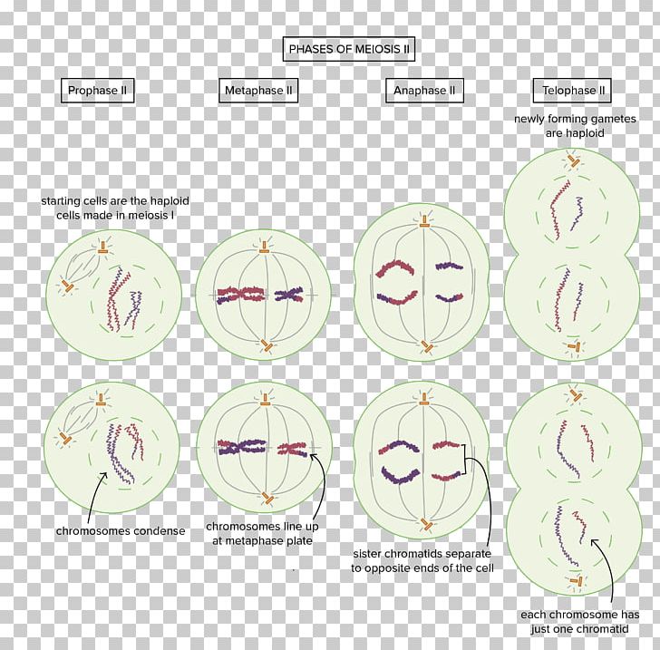 Homologous Chromosome Meiosis Cell Y Chromosome PNG, Clipart ...