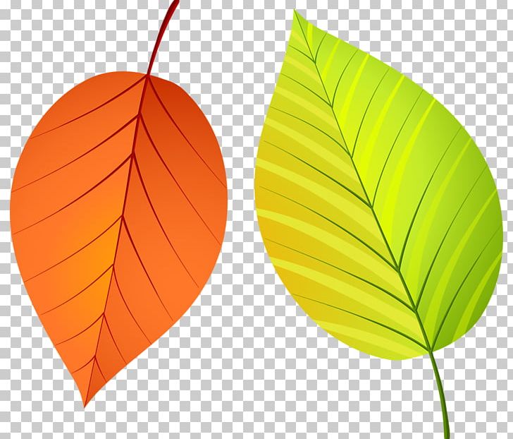 Leaf Autumn Leaves PNG, Clipart, Autumn, Autumn Leaves, Deciduous, Download, Email Free PNG Download