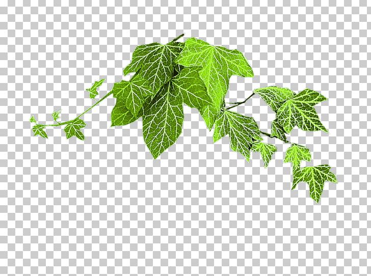 Leaf Branch Twig Tree PNG, Clipart, Branch, Green, Herb, Herbalism, Ivy Free PNG Download