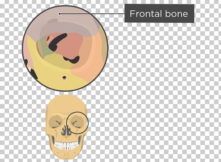 The Human Skull Orbit Anatomy Human Skeleton PNG, Clipart, Anatomy, Bone, Ear, Ethmoid Bone, Face Free PNG Download
