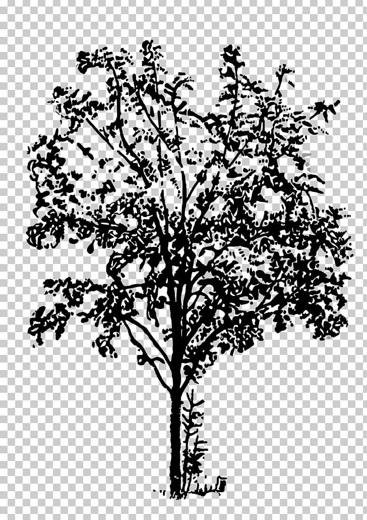 Twig Black And White PNG, Clipart, Black And White, Black Forest, Branch, Computer Icons, Flora Free PNG Download