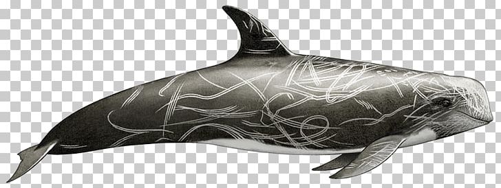Common Bottlenose Dolphin Tucuxi Rough-toothed Dolphin White-beaked Dolphin Wholphin PNG, Clipart,  Free PNG Download