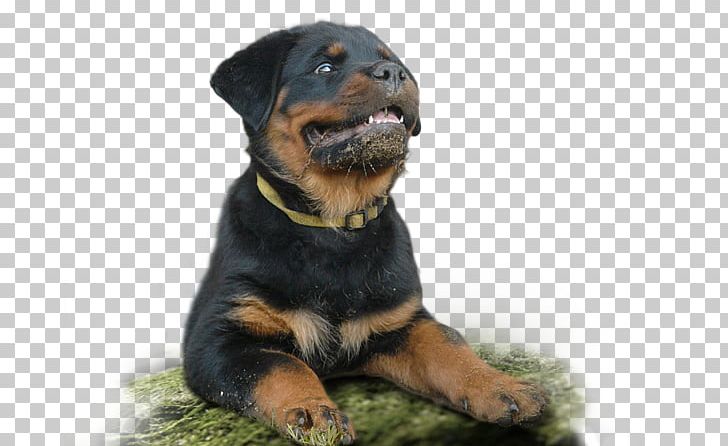 Dog Breed Rottweiler Snout PNG, Clipart, Breed, Carnivoran, Dog, Dog Breed, Dog Like Mammal Free PNG Download