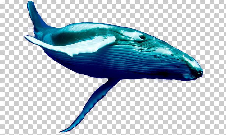 Dolphin Porpoise Blue Whale Cetaceans PNG, Clipart, Baleen, Baleen Whale, Beak, Blue Whale, Cobalt Blue Free PNG Download