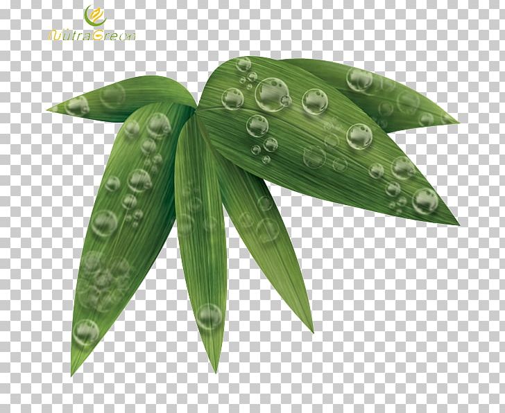 Leaf Bamboo PNG, Clipart, Bamboo, Image File Formats, Image Resolution, Leaf, Nature Free PNG Download