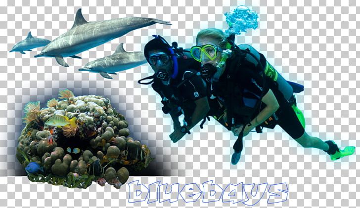 Underwater Diving Divemaster Marine Biology Diving Equipment Scuba Diving PNG, Clipart, Animals, Aquanaut, Biology, Circle, Divemaster Free PNG Download