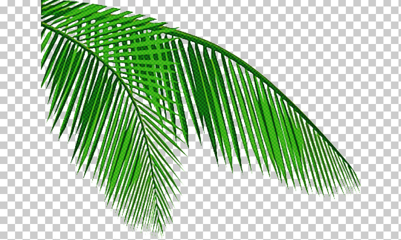 Palm Trees PNG, Clipart, Arecales, Blog, Coconut, Leaf, Palm Trees Free PNG Download