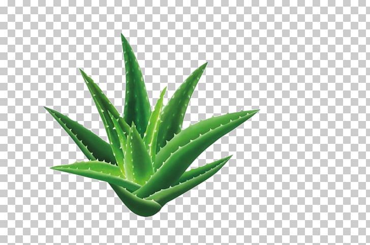 Aloe Vera Dietary Supplement Health Aloe Emodin Ayurveda PNG, Clipart, Aloe, Aloe Plant, Aloe Vera, Aloe Vera Crush, Aloe Vera Gel Free PNG Download
