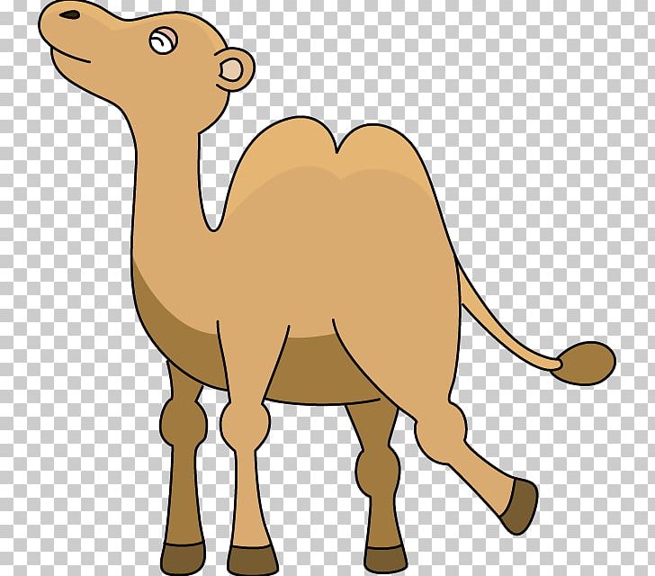 Dromedary Paper Clip PNG, Clipart, Animal, Animal Figure, Arabian Camel, Camel, Camel Like Mammal Free PNG Download