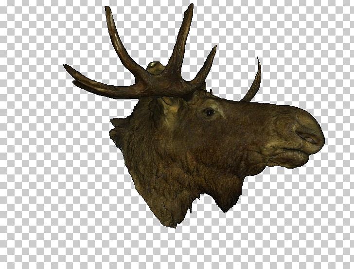 Moose Elk Antler PNG, Clipart, Abuse, Antler, Deer, Elk, Head Free PNG Download