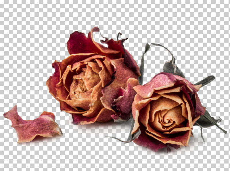 Garden Roses PNG, Clipart, Artificial Flower, Cut Flowers, Flower, Garden Roses, Hybrid Tea Rose Free PNG Download
