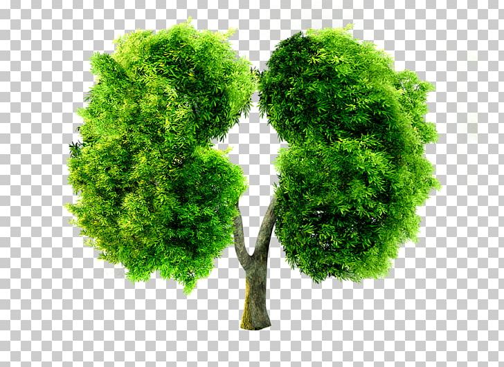 China Lung Pneumoconiosis PNG, Clipart, Art, China, Christmas Tree, Company, Disease Free PNG Download