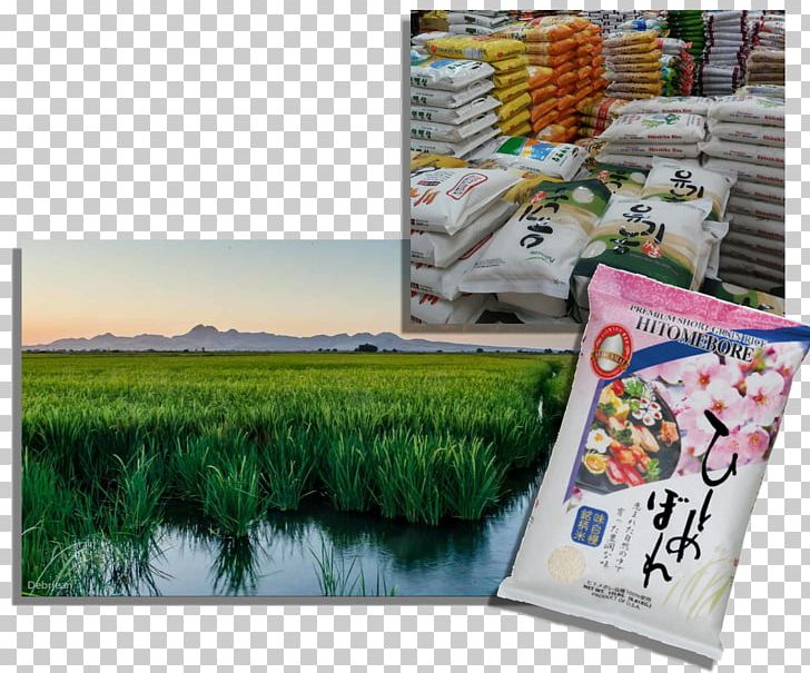 Japanese Cuisine Advertising Rice Pound PNG, Clipart, Advertising, California, Drought, Food Drinks, Grass Free PNG Download
