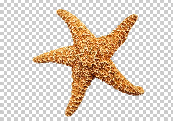 Olbersdorfer See Starfish PNG, Clipart, Animals, Common Starfish, Echinoderm, Hotel, Information Free PNG Download