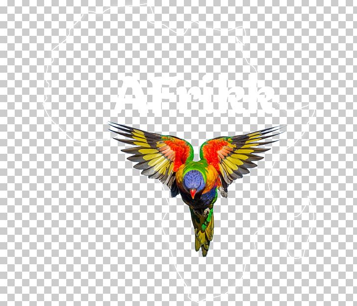 Parrot Bird Loriini Rainbow Lorikeet Pet PNG, Clipart, Beak, Bird, Bird Feeders, Bird Food, Companion Parrot Free PNG Download