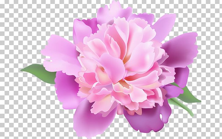 Peony PNG, Clipart, Art, Blossom, Cattleya, Clip, Clip Art Free PNG Download
