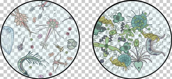 Phytoplankton Zooplankton Drawing PNG, Clipart, Algae, Area, Art, Branch, Circle Free PNG Download